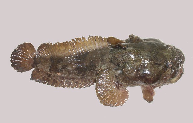 (Batrachoides) Род САПЫ 9 видов